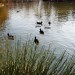 Canards